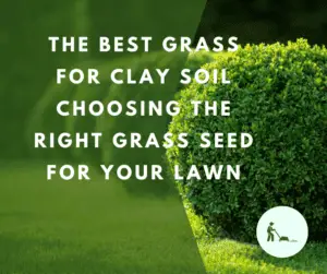 Best Grass for Clay Soil Choosing the Right Grass Seed for Your Lawn