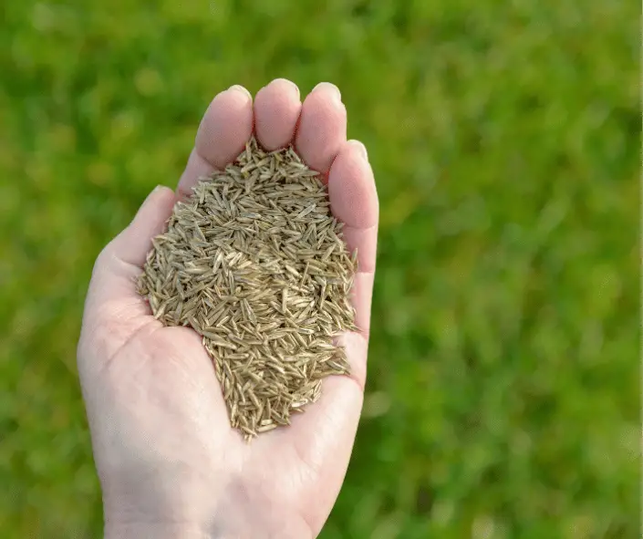 Hand Full Of Grass Seed 