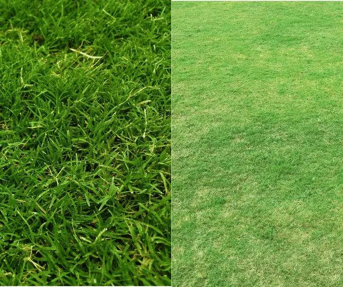 Palmetto Grass vs St. Augustine