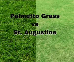 Palmetto Grass vs St. Augustine | Choosing the Right Grass for Your Lawn