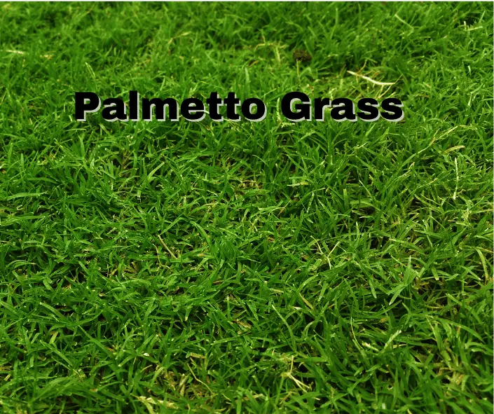 Palmetto Grass