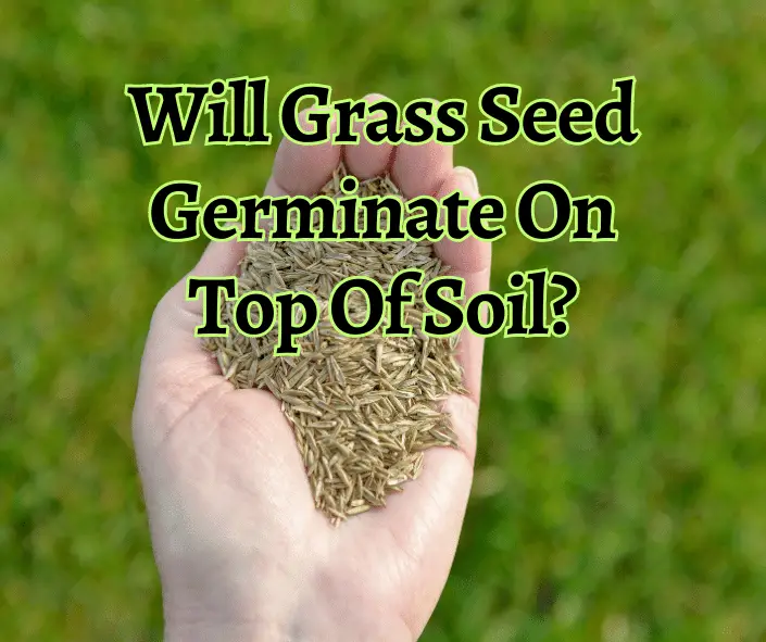 Will Grass Seed Germinate On Top Of Soil?