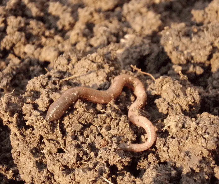 Top Soil Vs Fill Dirt | A Dirty Guide